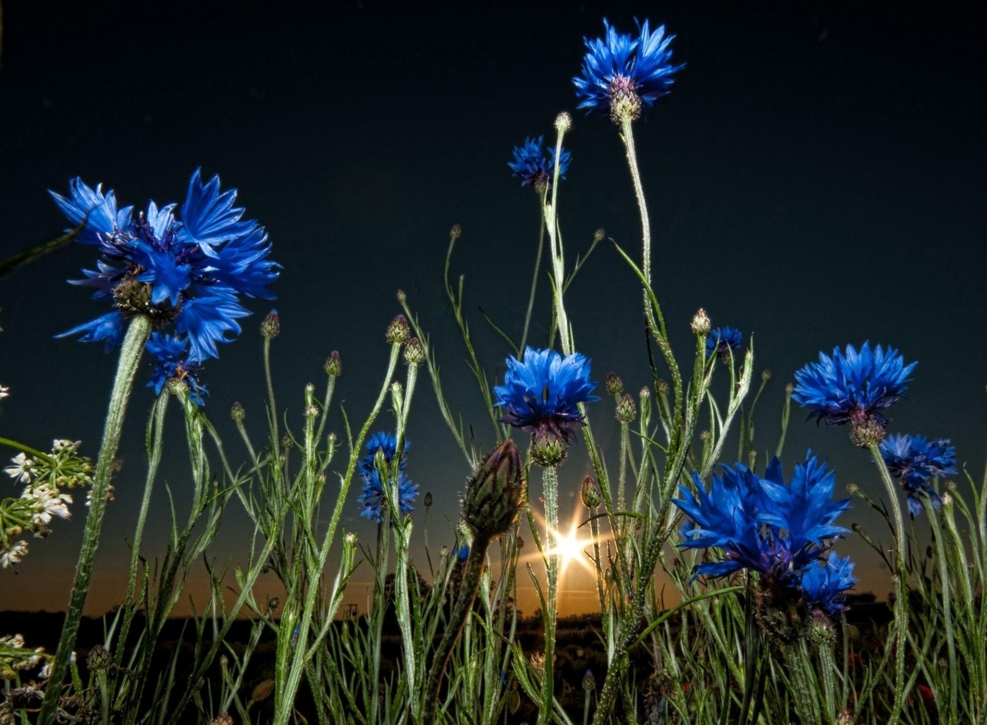Nature Flower HD Wallpaper
