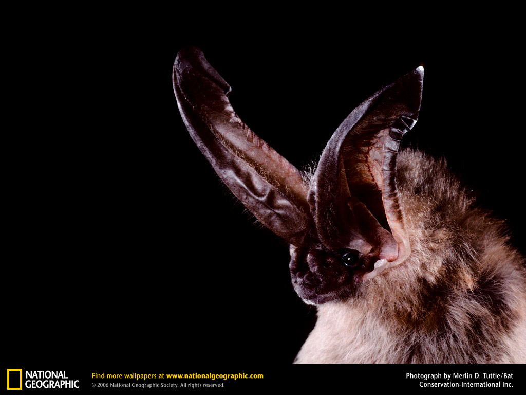 Bat Wallpaper HD In Animals Imageci