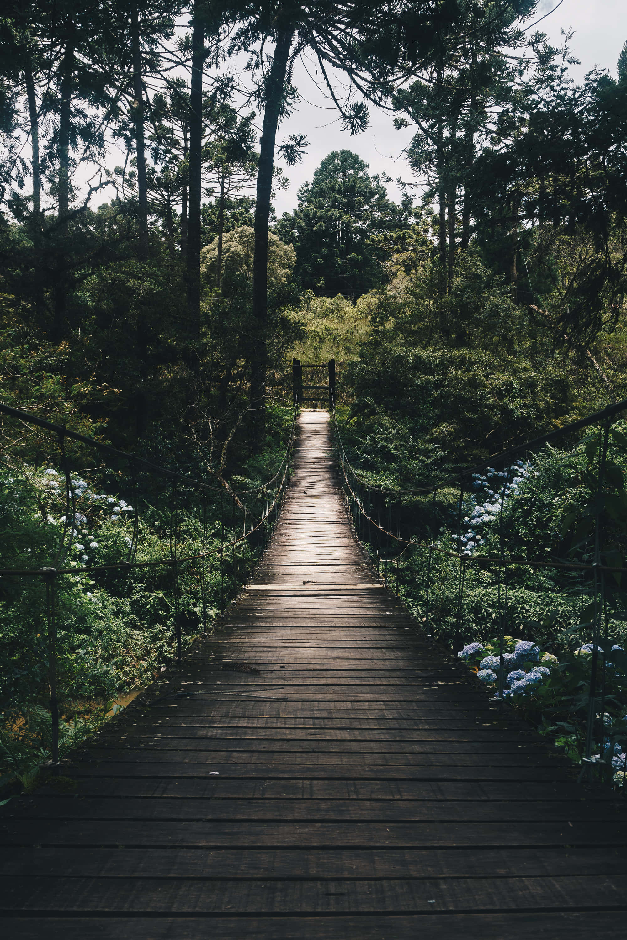 Aesthetic Nature Wallpaper