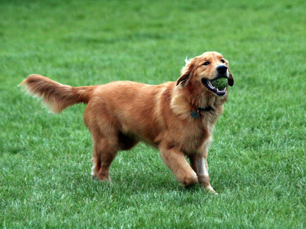 Golden Retriever Pictures And Information Dog Breed Small