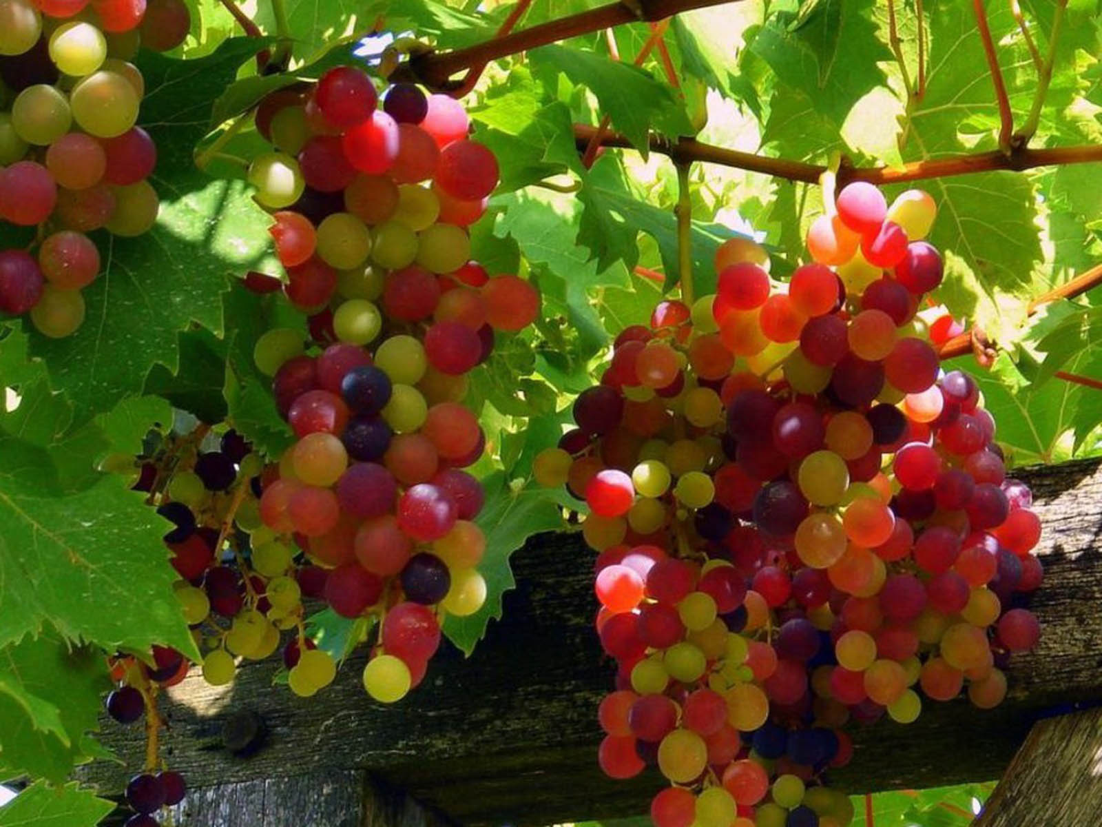 Wallpaper Red Grapes
