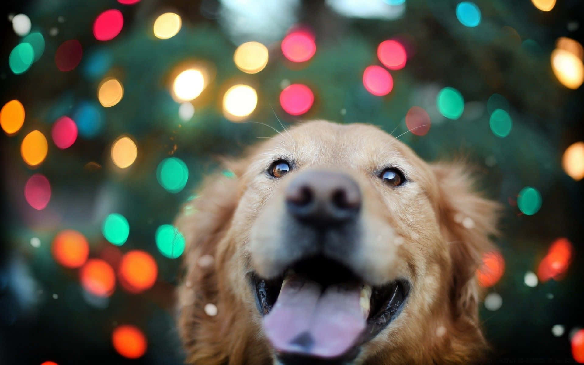 Dog Aesthetic Wallpaper