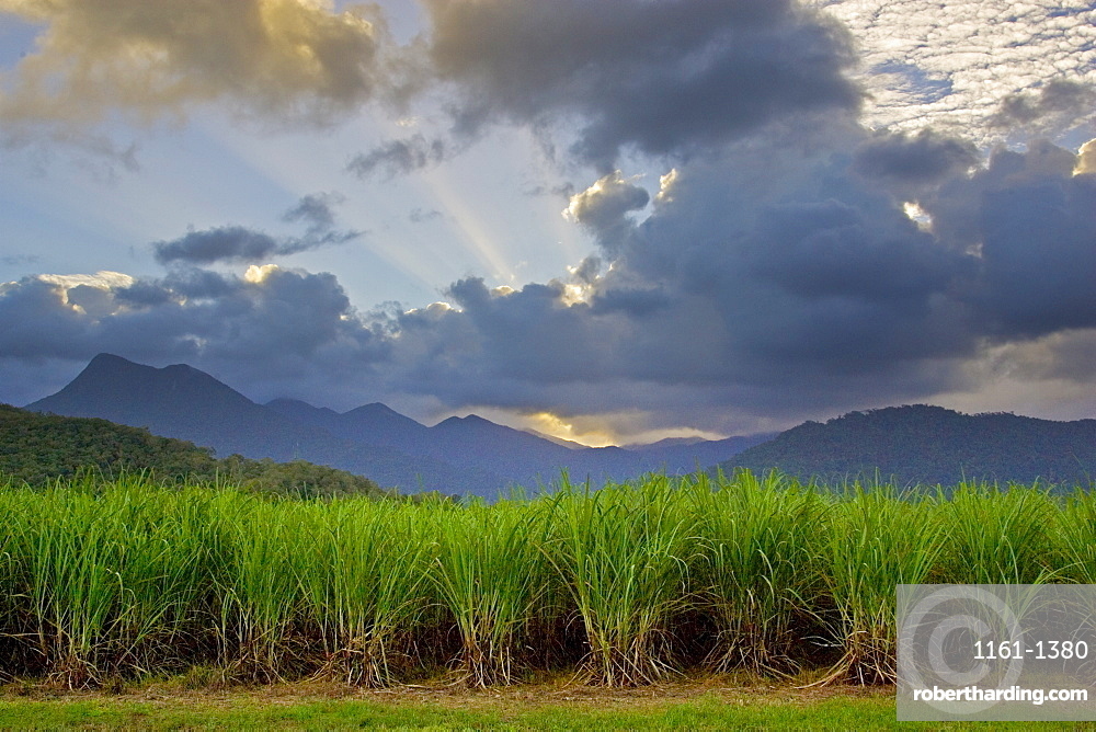 Sugar Cane Paddock With Mount Stock Photo