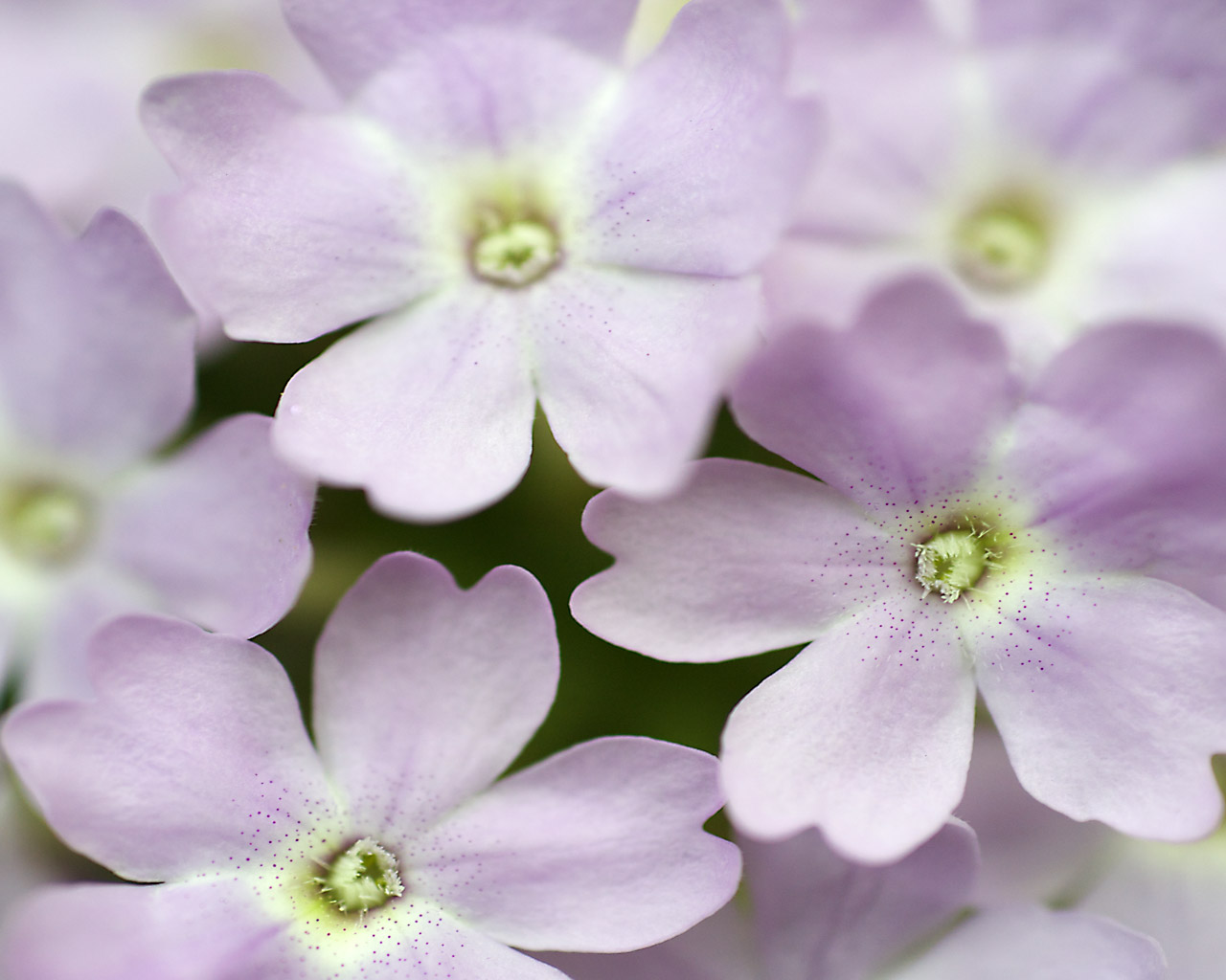 Lilac Flower Purple White Flowers