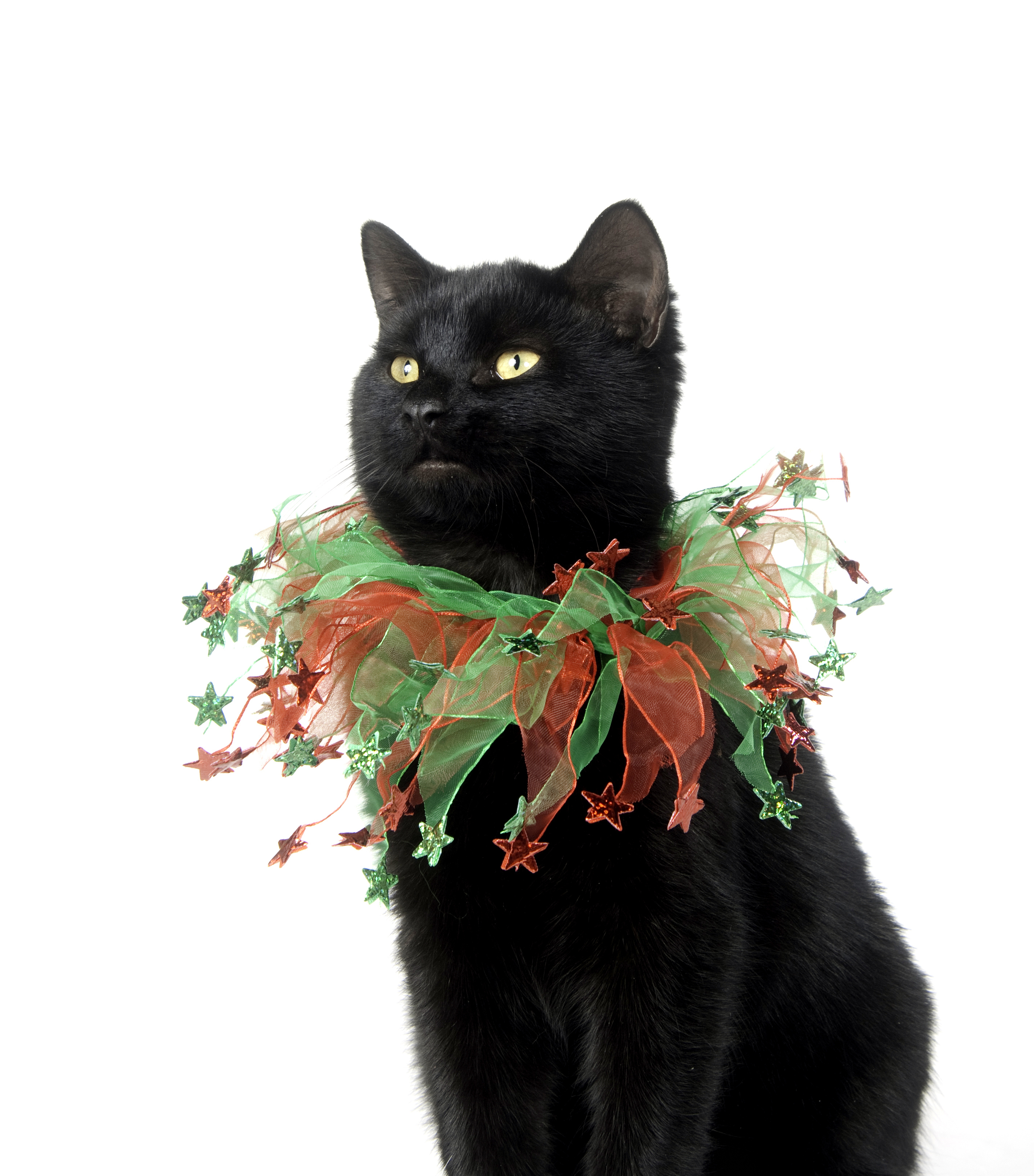 Holiday Cat Collars [Slideshow]