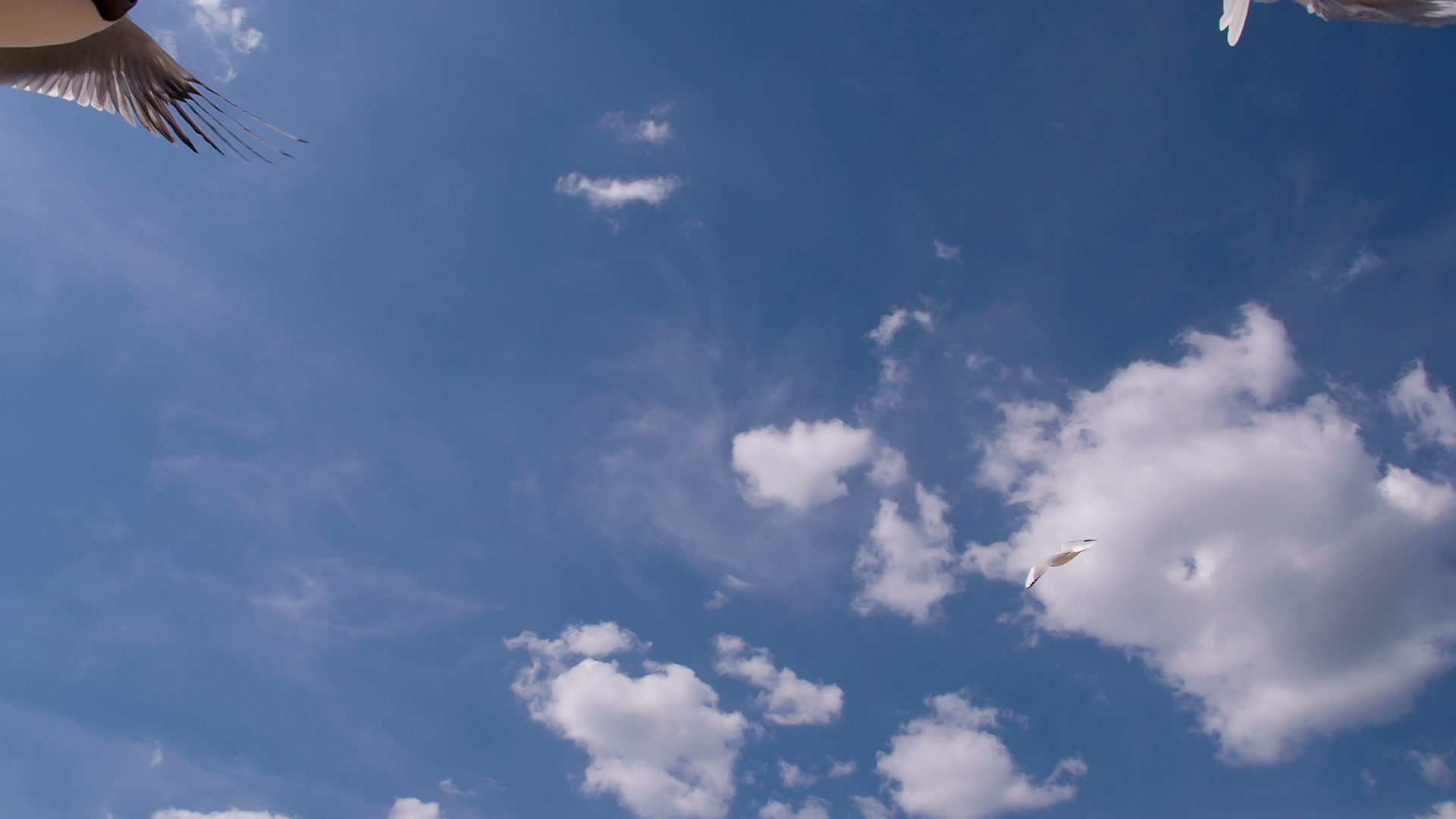 Graceful Seagull Soar On Clouds Background HD Pro Footage