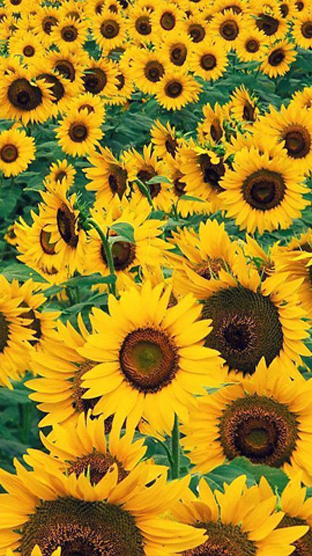 Sunflower Wallpaper Best Data