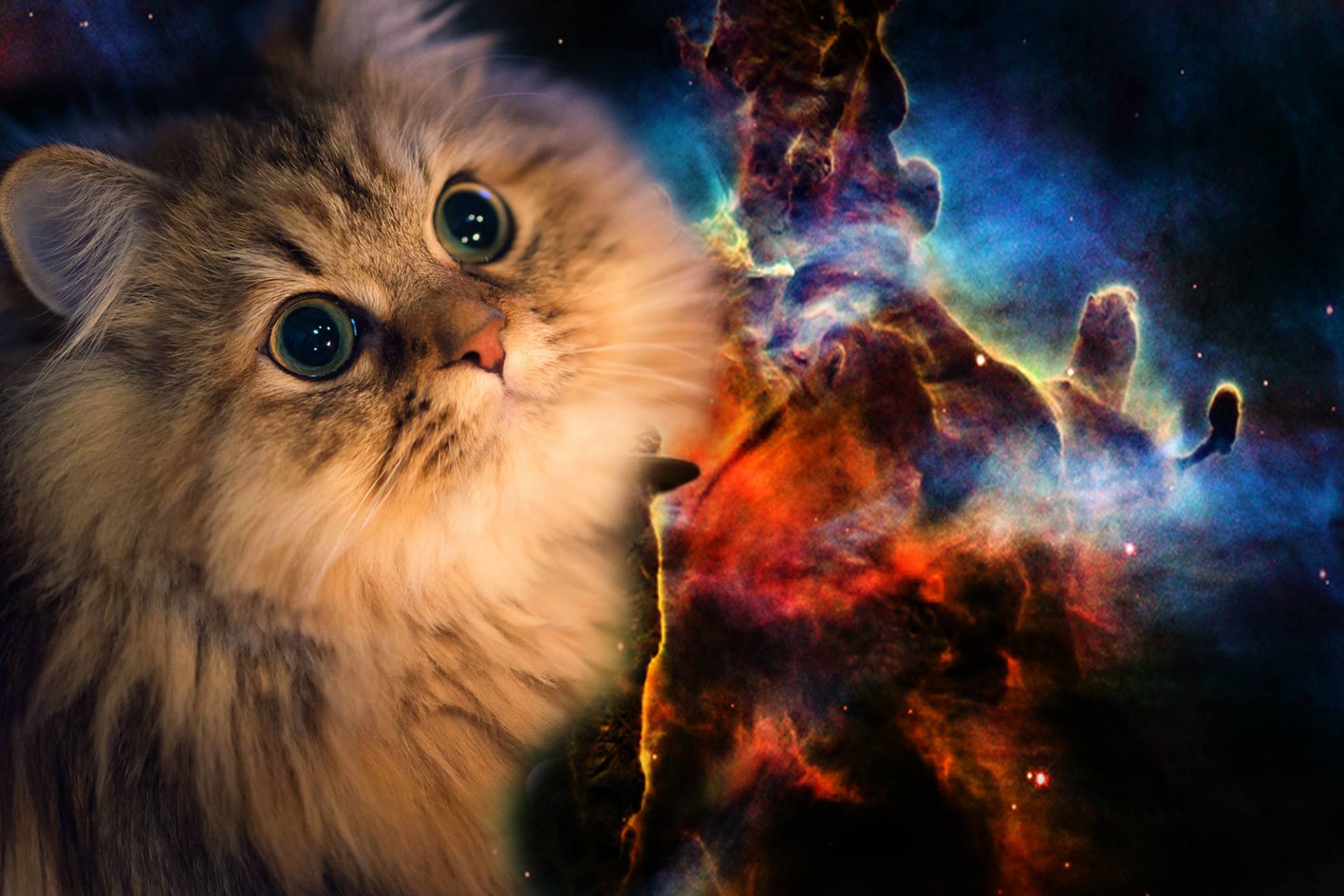 Funny Space Cat Wallpaper For Android T0q Px