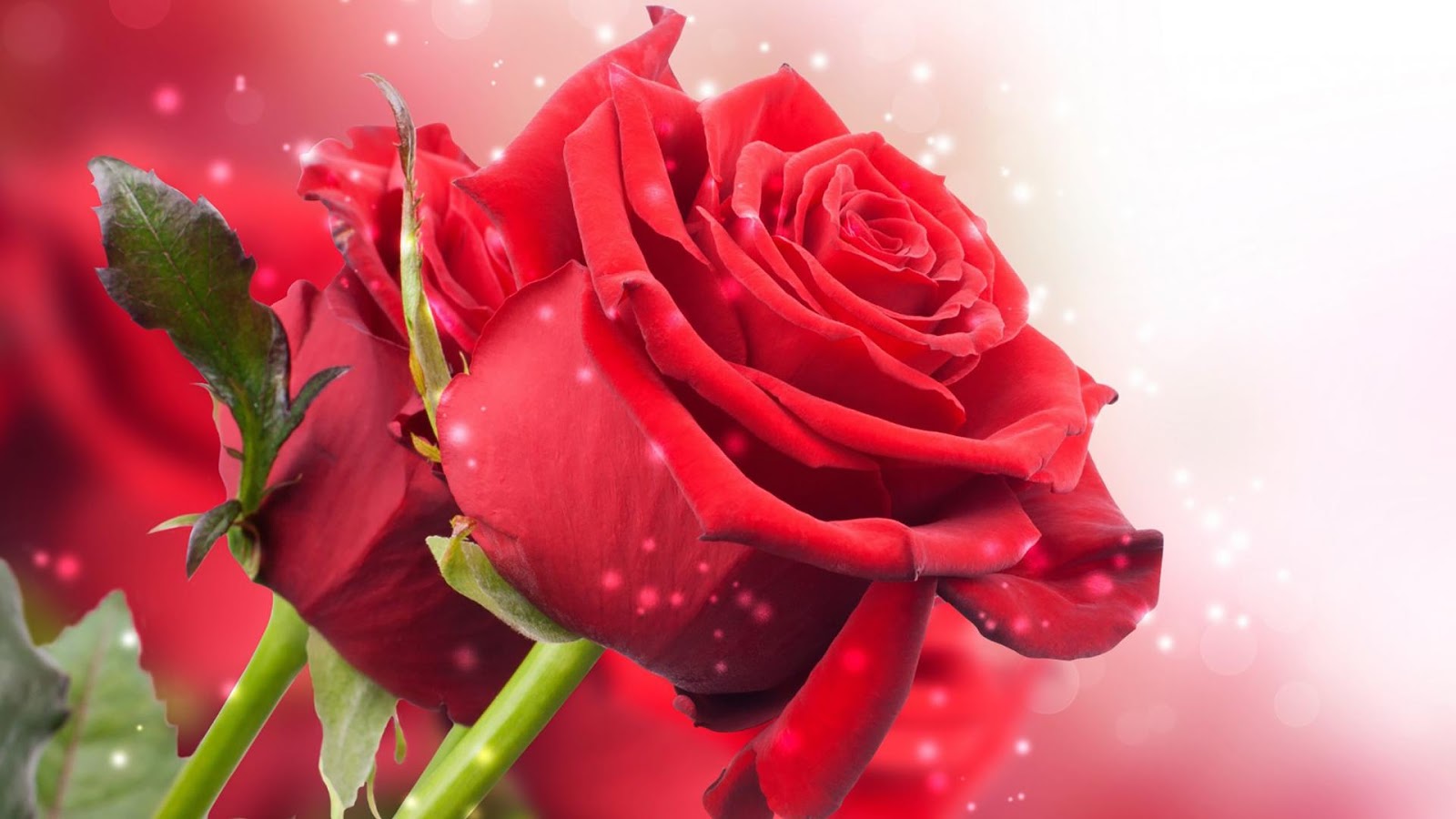 Red Rose Live Wallpaper   Android Apps on Google Play