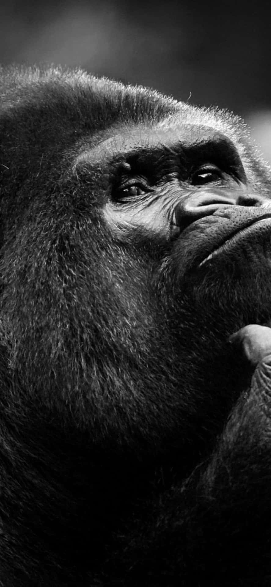 iPhone Xs Max Gorilla Background Grayscale Photograph Wallpaper
