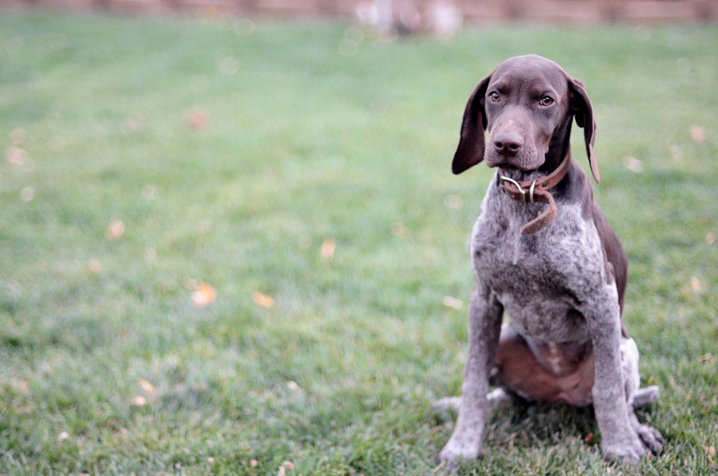 German Shorthaired Pointer Life Expectancy