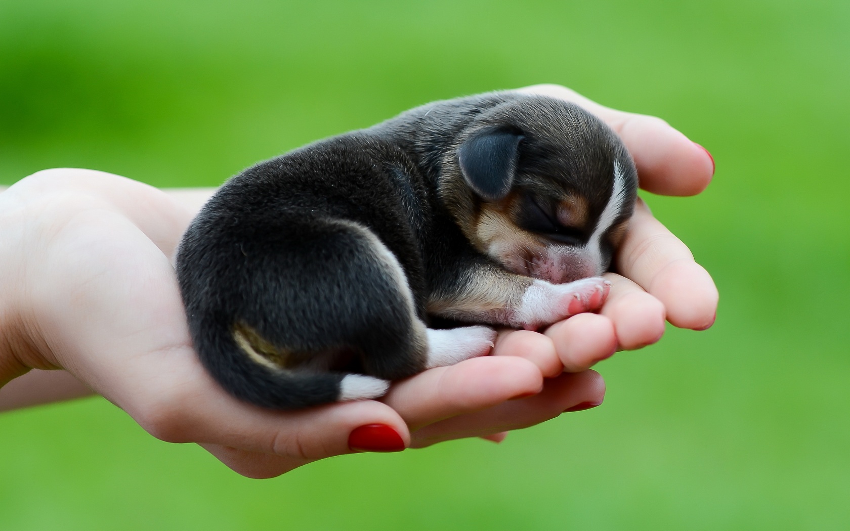 A tiny beagle puppy sleeps soundly in the palm of a person's hand. The puppy's black and tan fur contrasts with the light skin of the hand, while the green background emphasizes the small size of the puppy