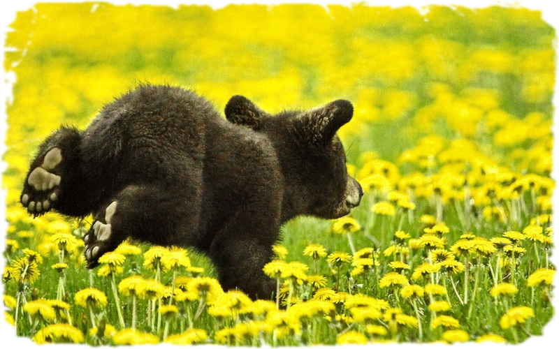 Animal Bear Black Cub Animals Bears HD Desktop Wallpaper