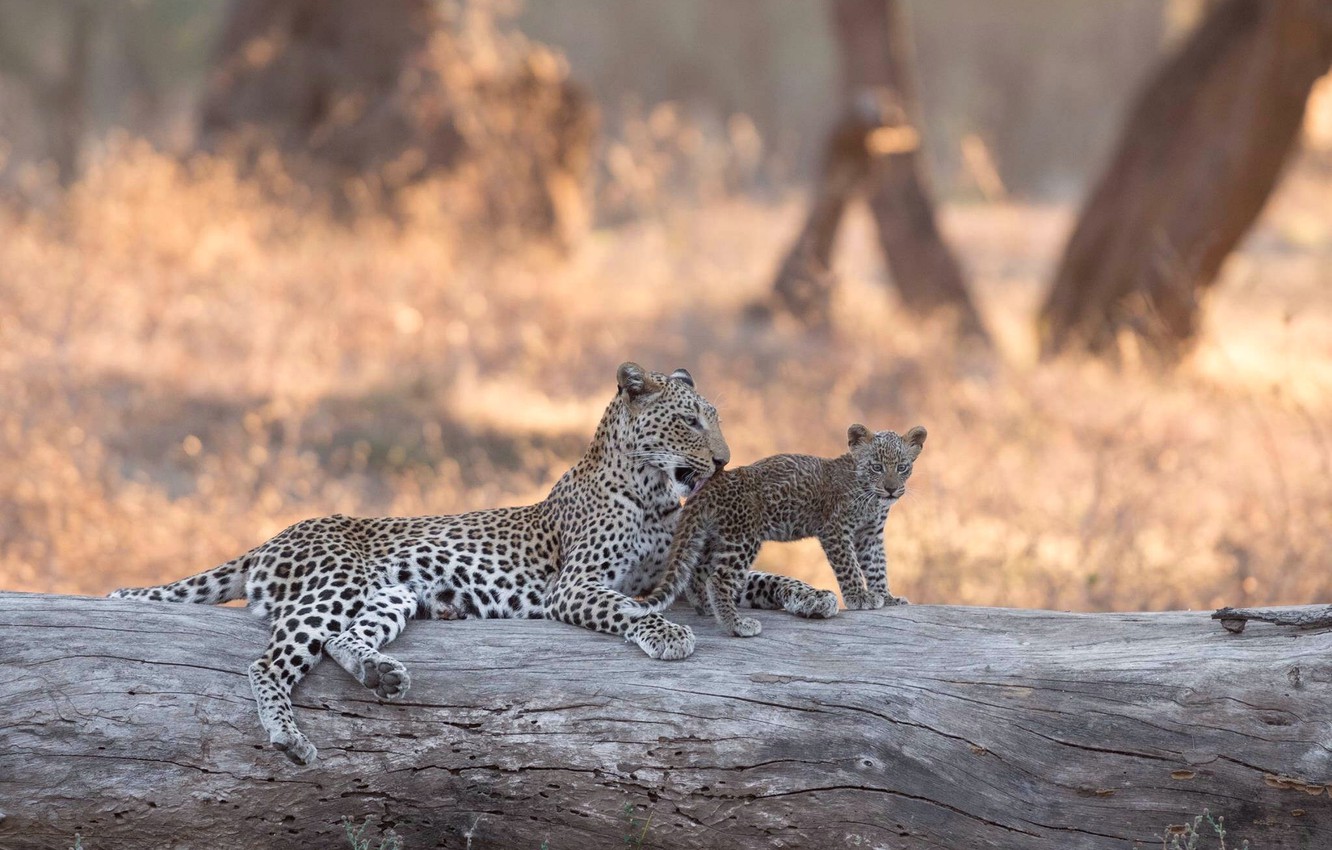 Wallpaper Leopard Africa Log Cub Kitty Bokeh Zambia Lower
