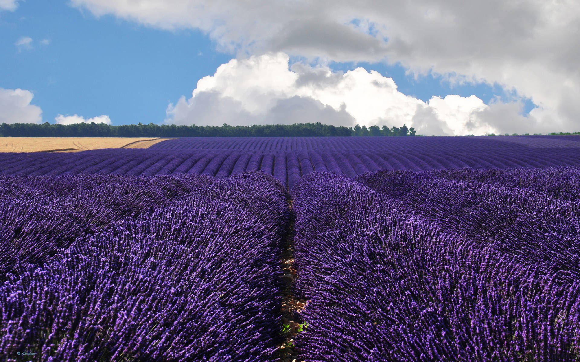 Lavender Desktop Wallpaper