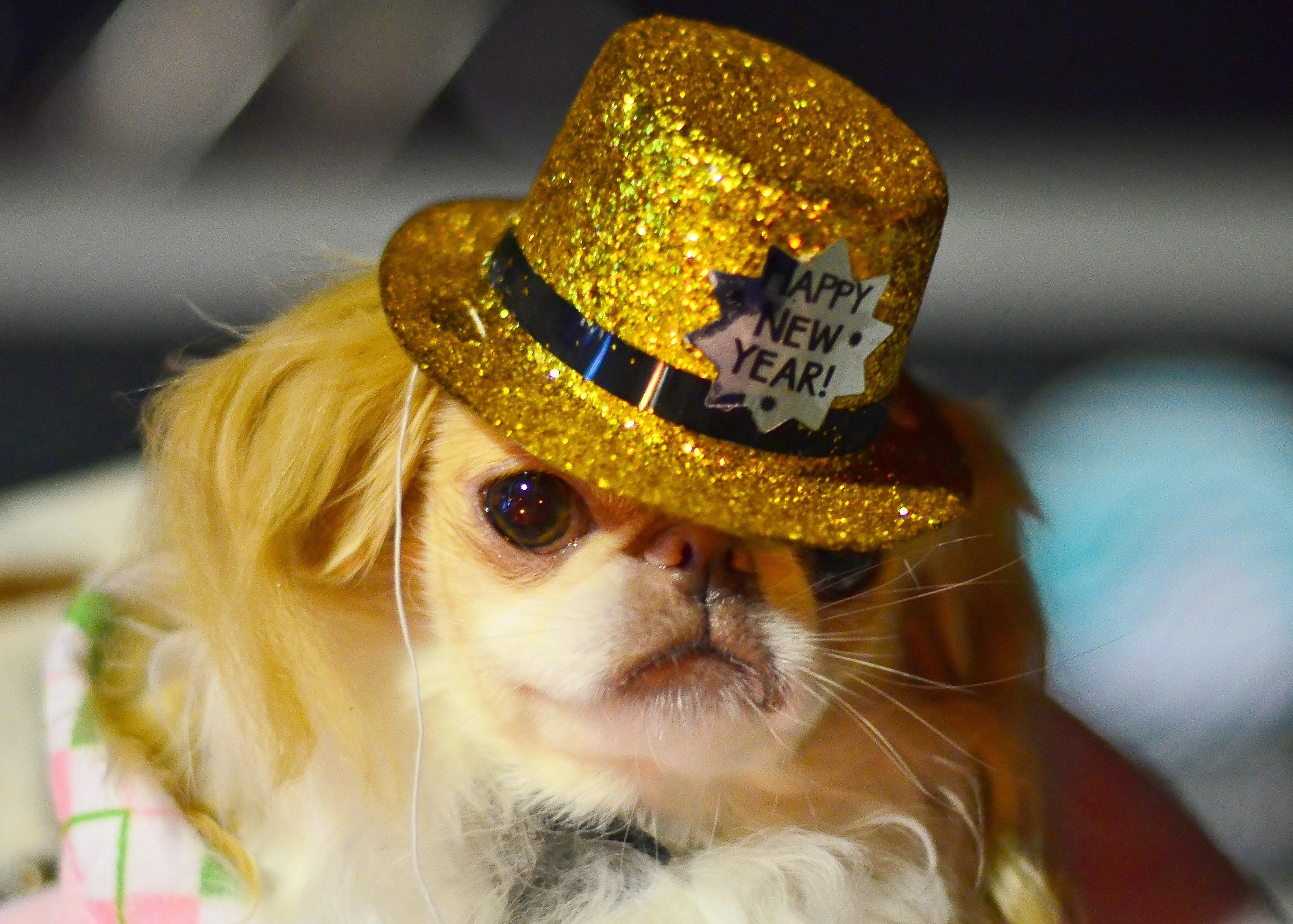 Dogs Ready To Celebrate Ring In The New Year Pictures Dogtime