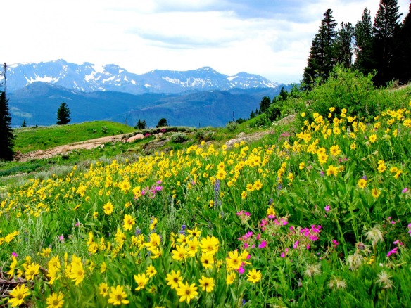 X Screensavers Mountain And Spring Wild Flowers Release