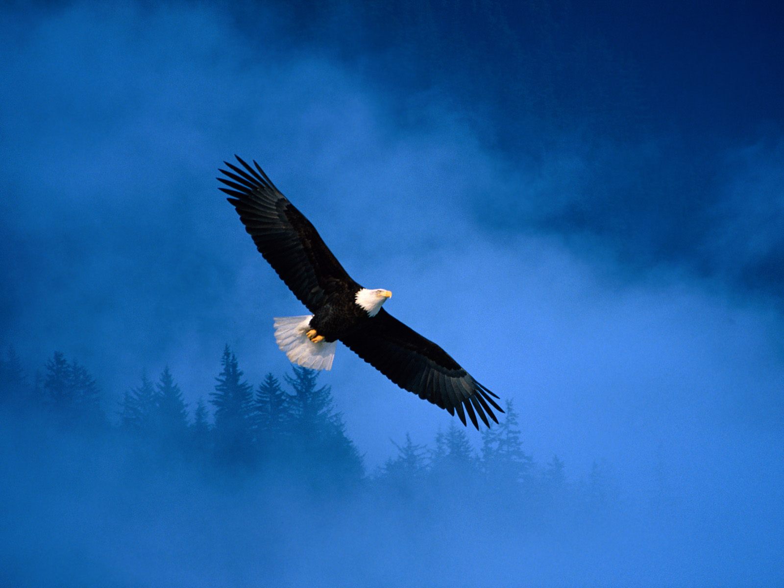 Flight Of Dom Bald Eagle Wallpaper HD