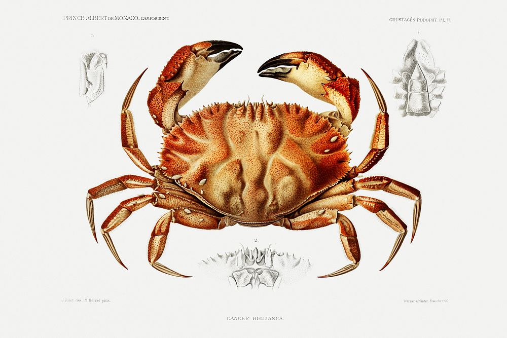 Dungeness Crab Illustration From R Sultats Wallpaper
