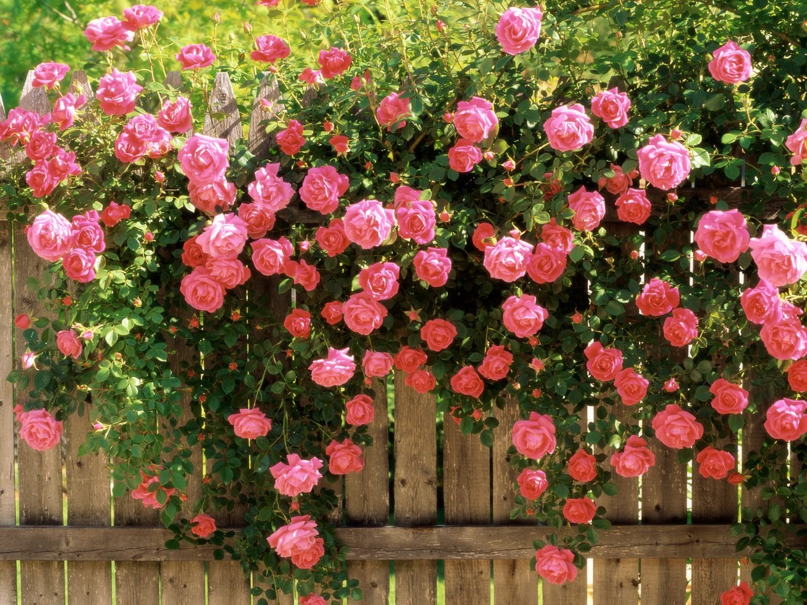 Desktop Roses Wallpaper HD Rose Lots Of Pink Jpg
