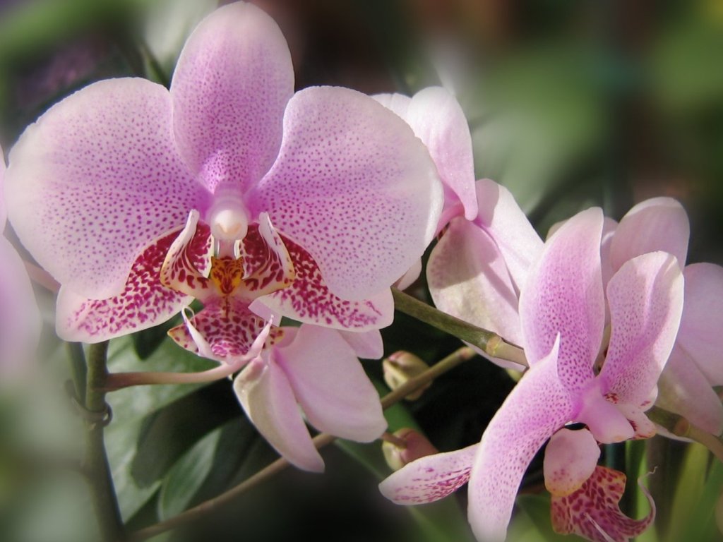 Beautiful Pink Orchid Wallpaper