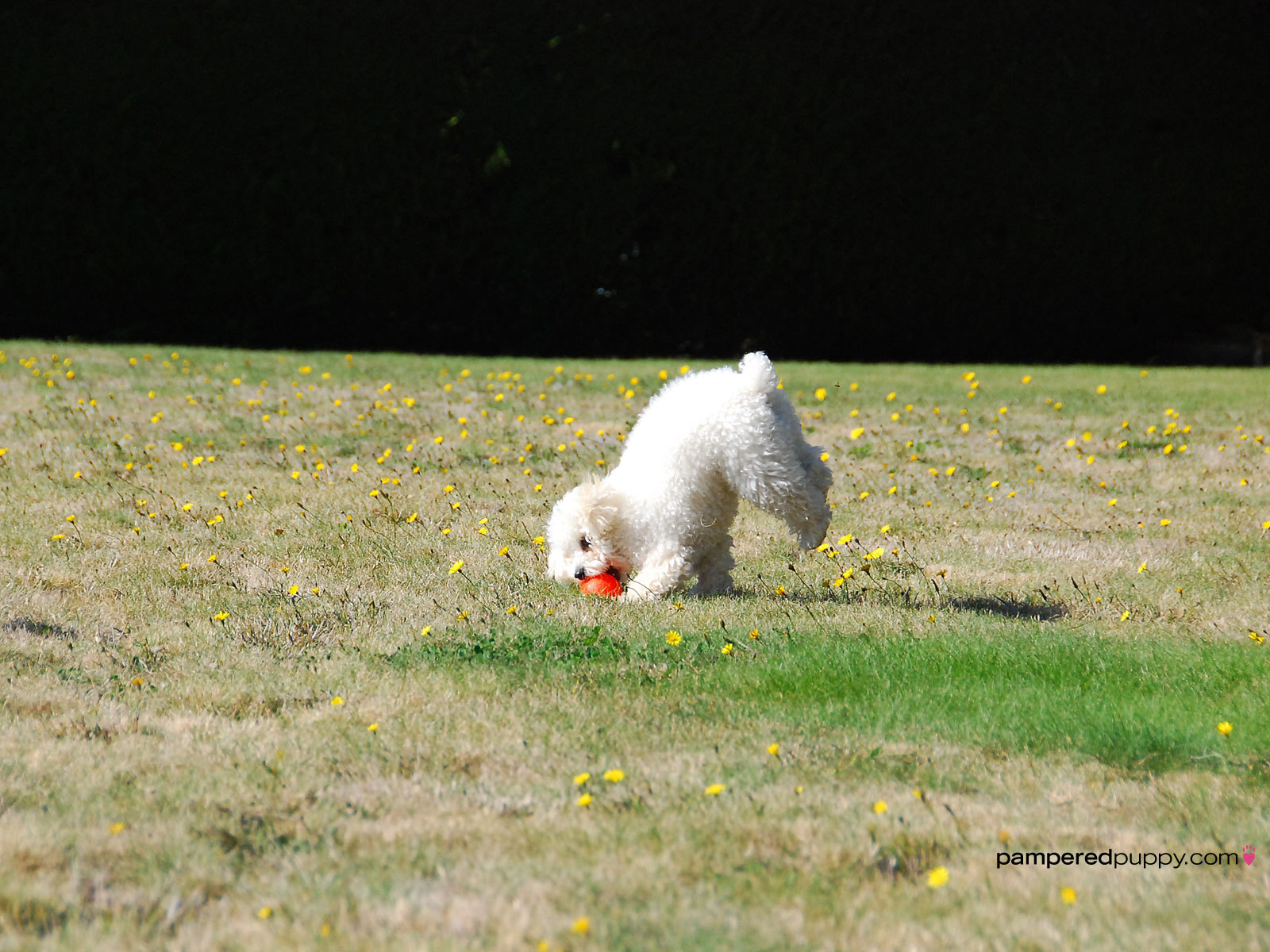 Toy Poodle Playing Fetch Dogs Wallpaper