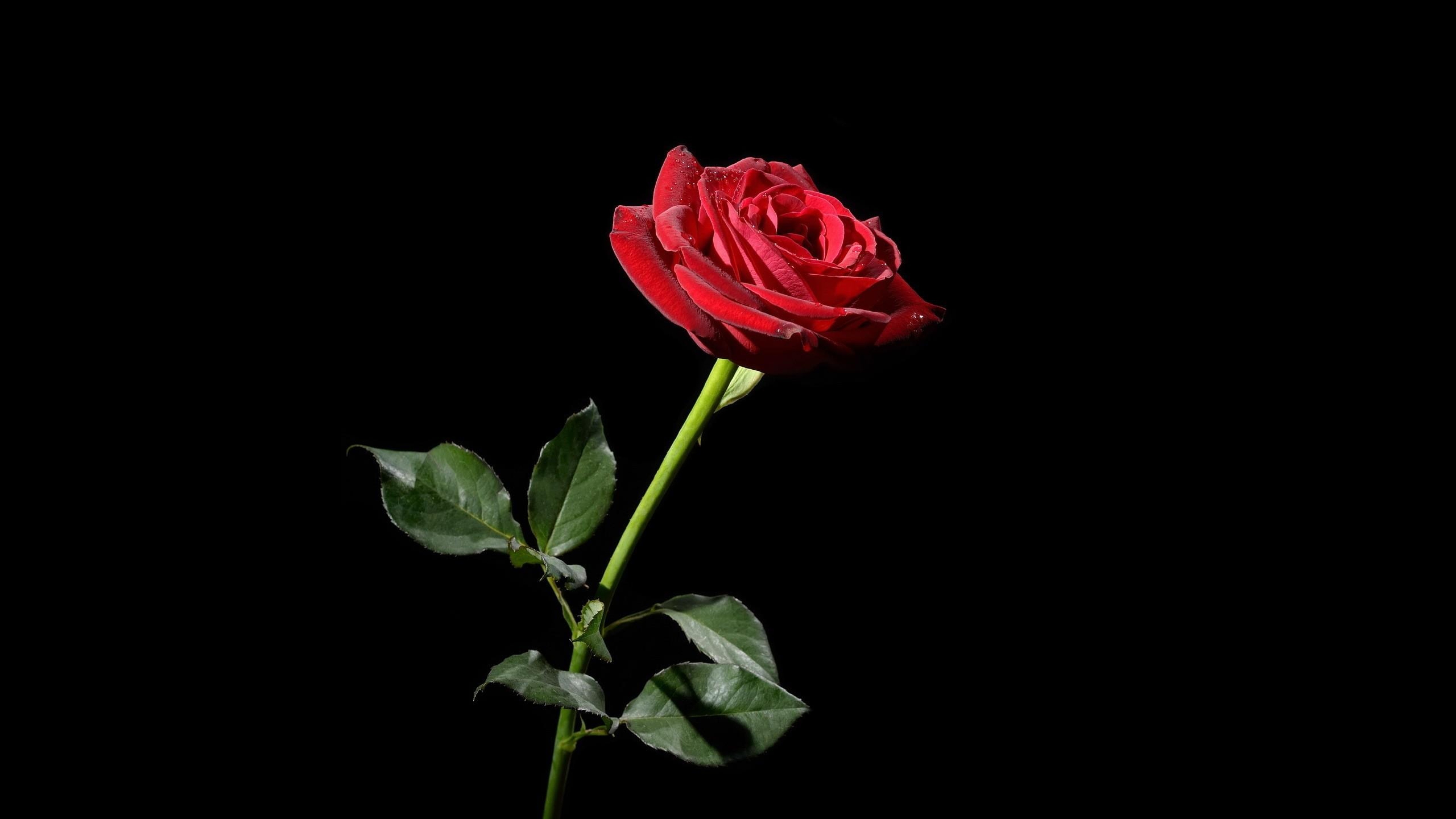 Rose Red Flower Black Background Wallpaper 4k Ultra HD