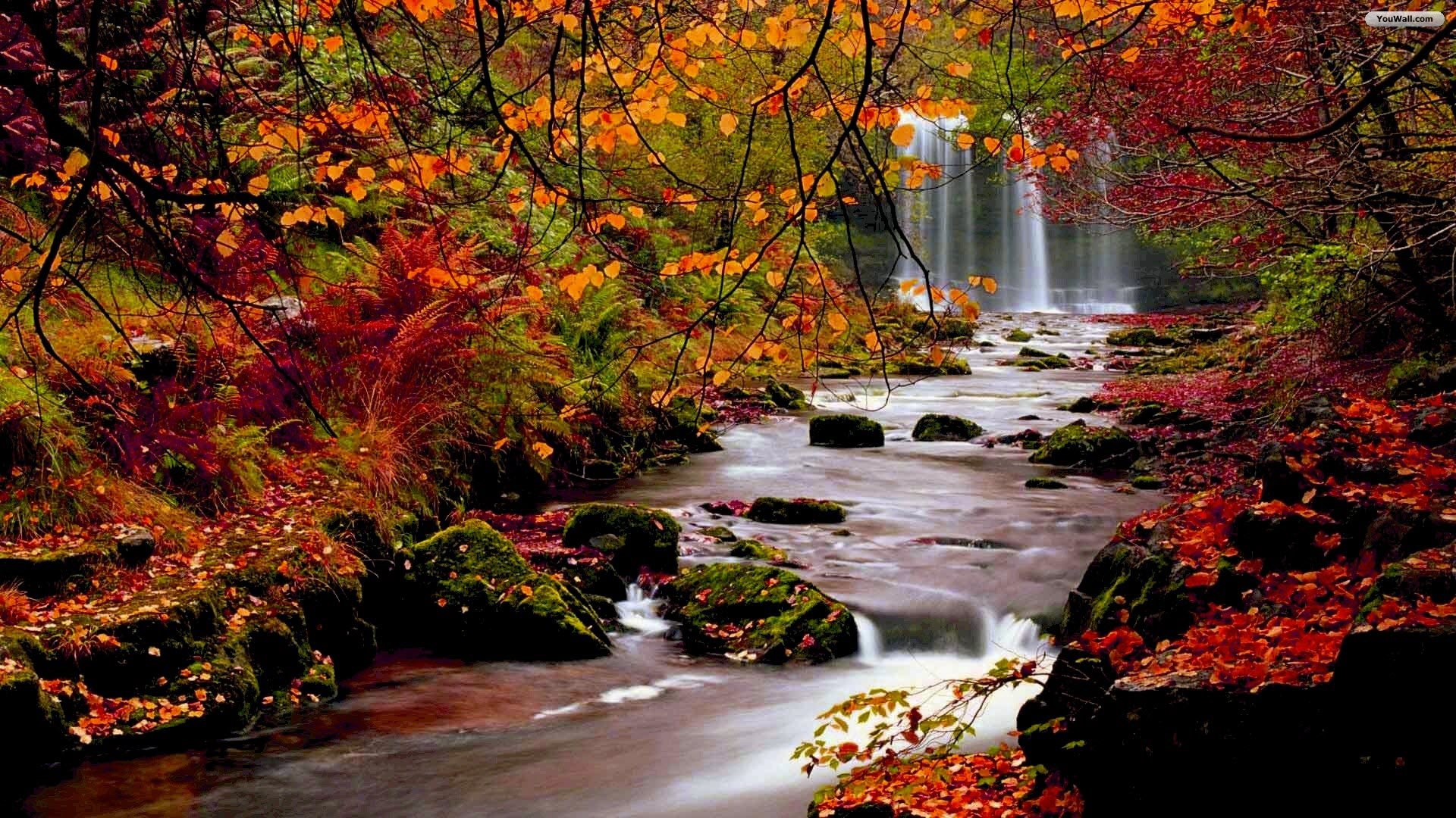 Youwall Autumn Forest Waterfall Wallpaper