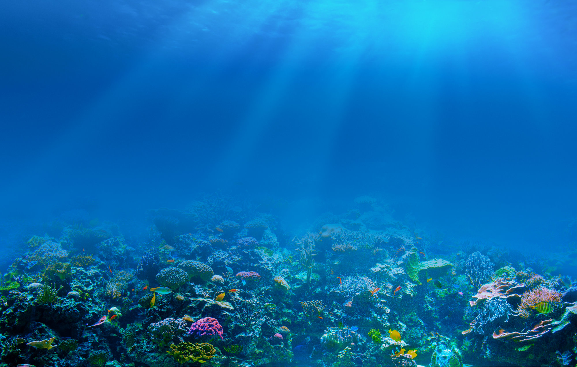 Coral Reef Backgrou Jpg Pixels Ocean