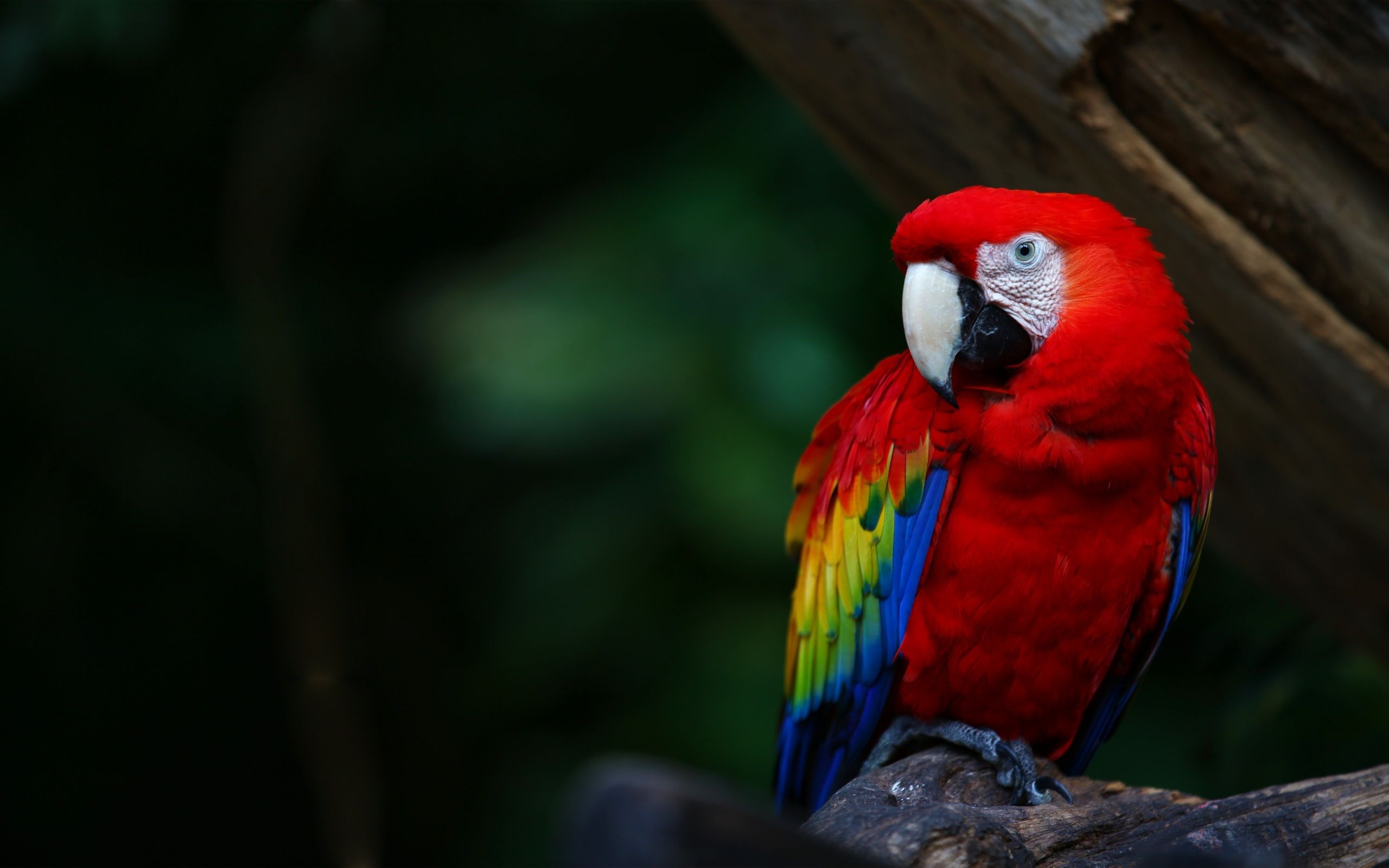 Scarlet macaw HD Wallpapers 7wallpapersnet