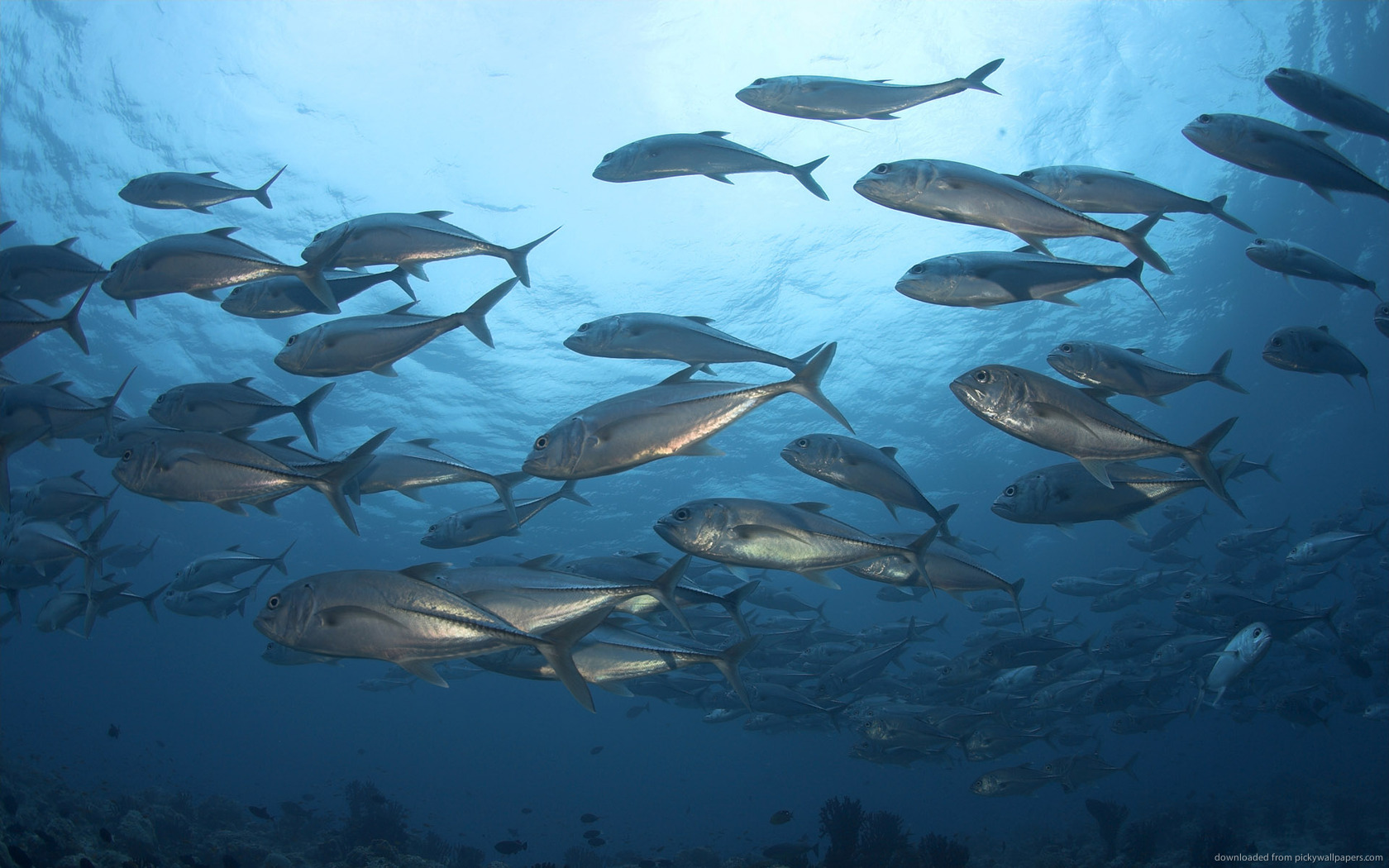 Underwater Tuna World Wallpaper