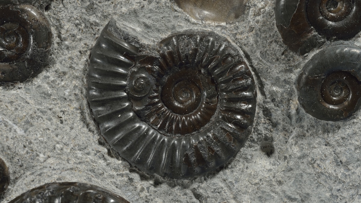 Ammonites Facts And Photos Wallpaper