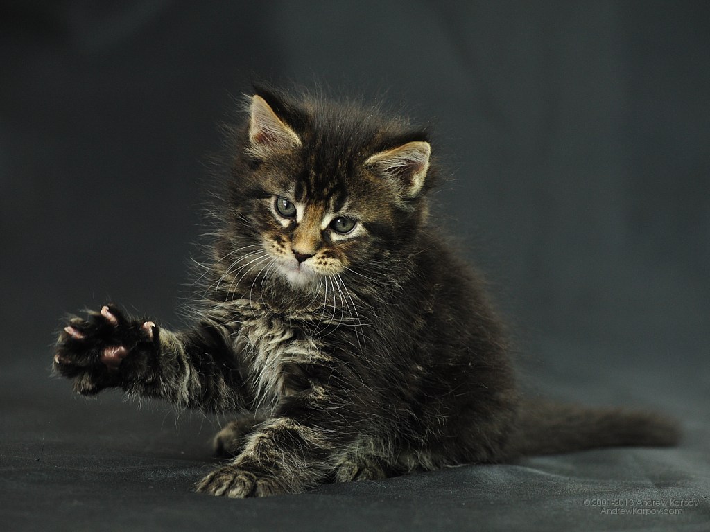 Image Funny Cat Odin Maine Coon Kitten Lol Cats N7101746 Jpg