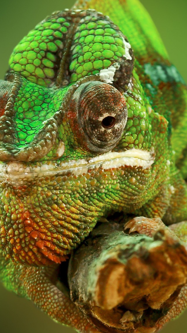 Veiled Chameleon Wallpaper Lizard