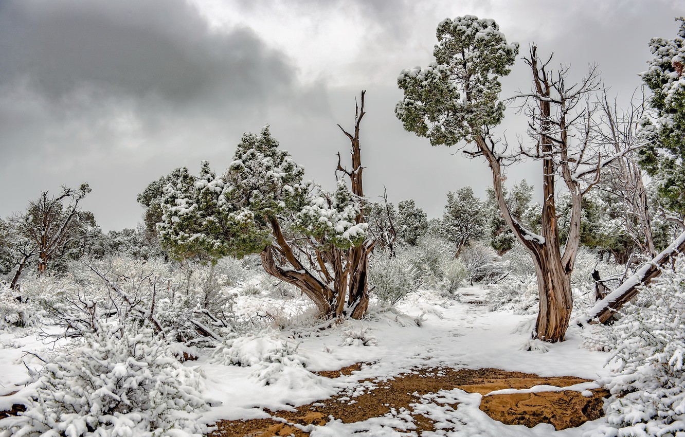 Wallpaper Snow Mesa Verde National Park Juniper Trees Image For