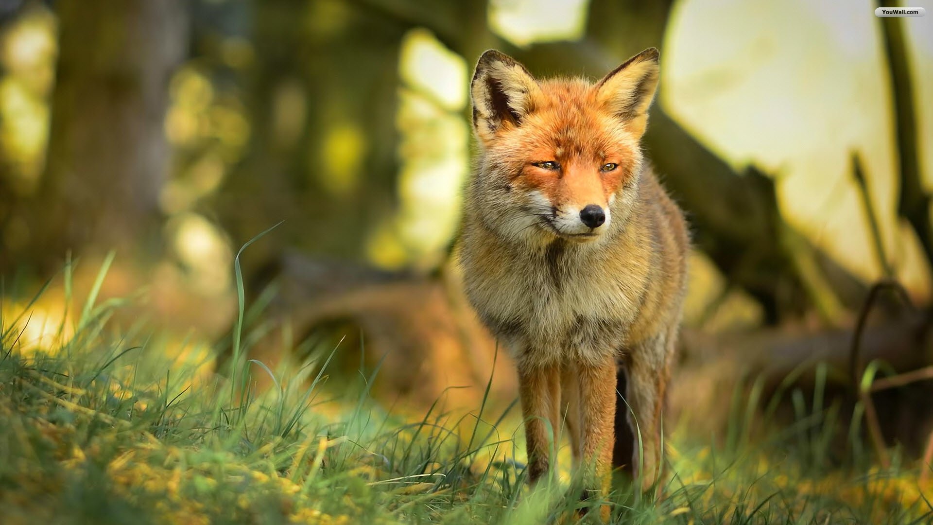 Red Fox Wallpaper Photo Desktop
