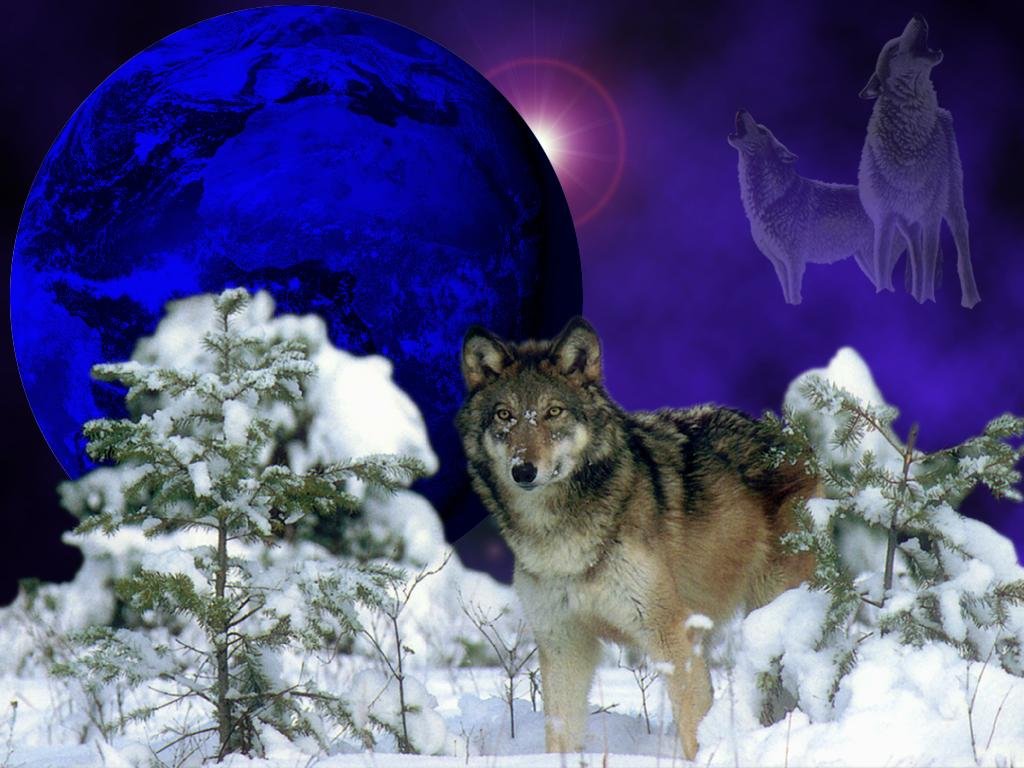 Winter Wolf Wolves Wallpaper