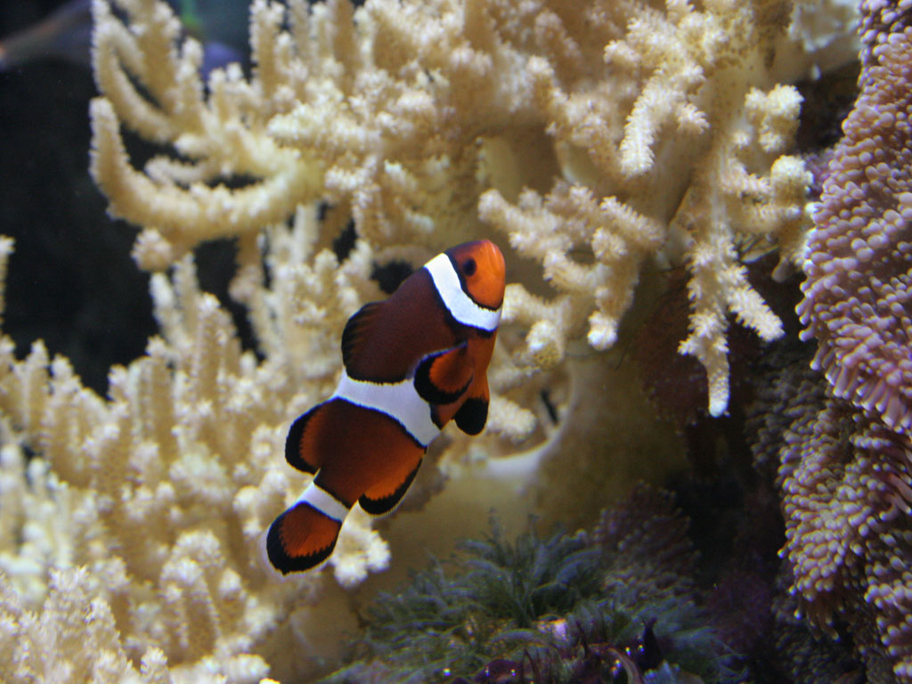Clown Fish Wallpaper HD Background Image Pictures