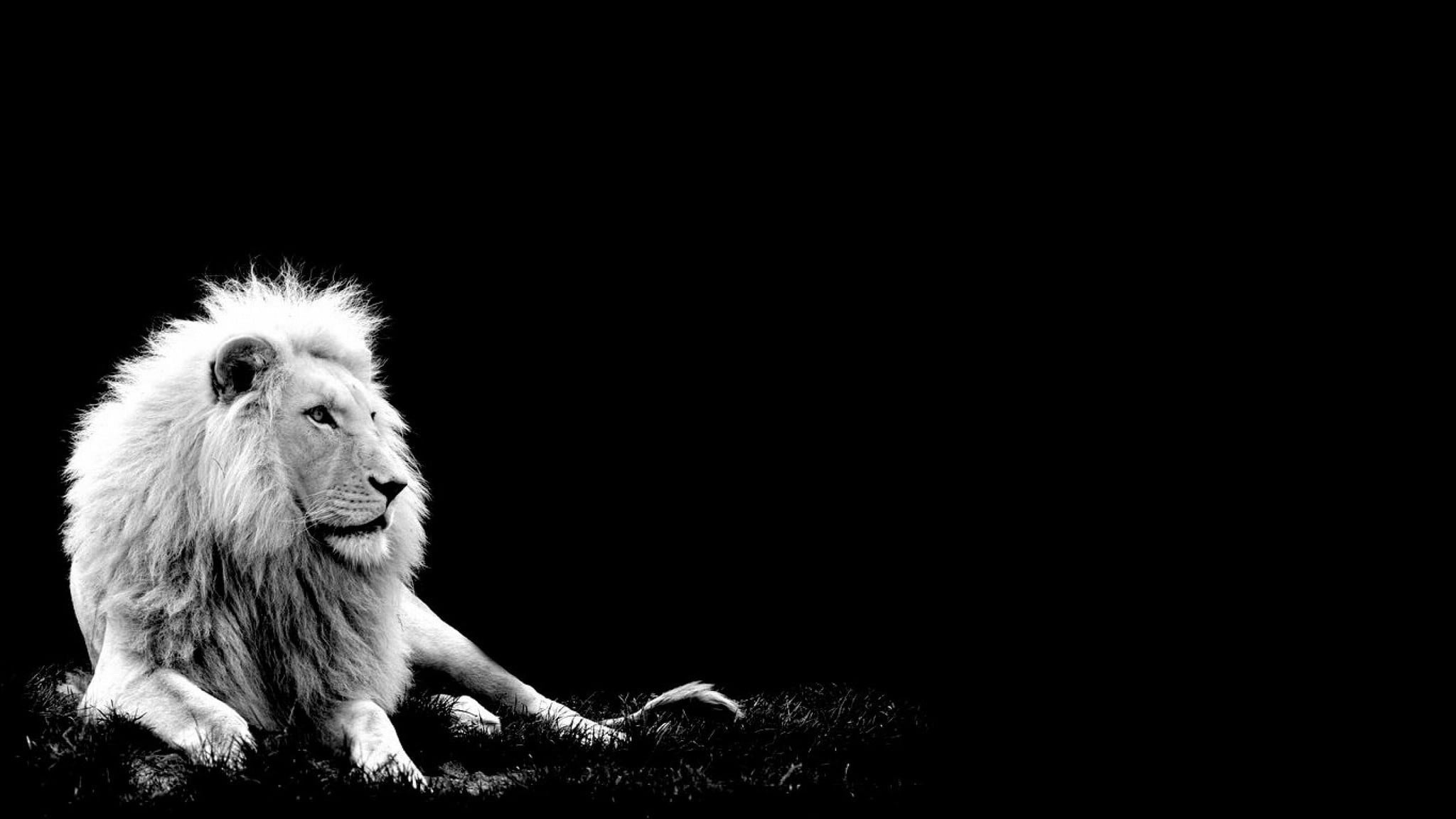 🔥 [53+] Lion White Backgrounds | WallpaperSafari