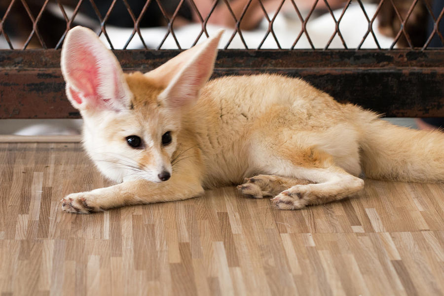 Fennec Fox Year In Puppy Day Isolate On Background Front