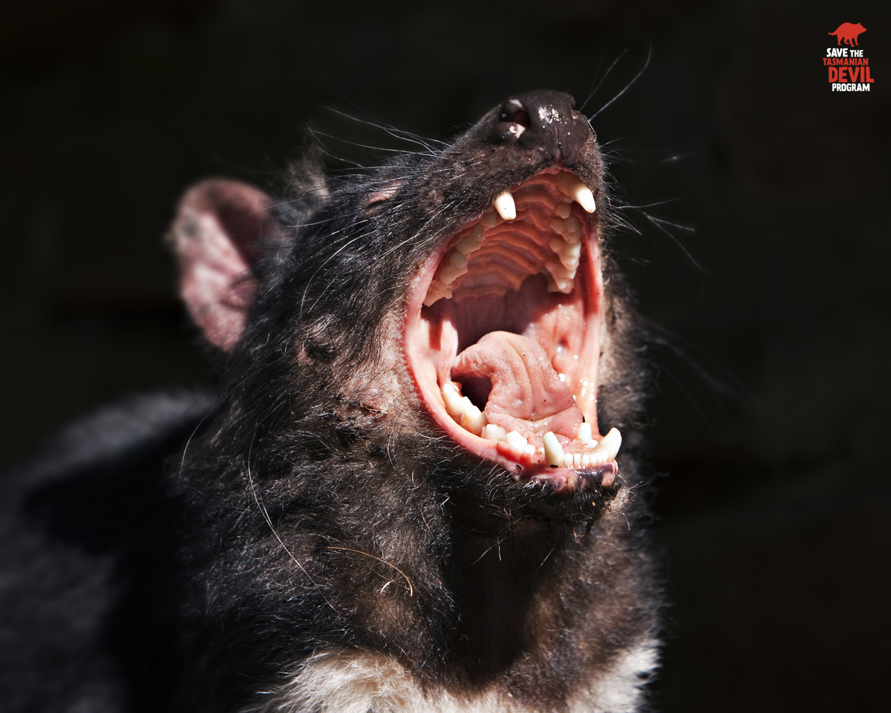 Ten Female And Five Male Tasmanian Devils Have Been Transported To New