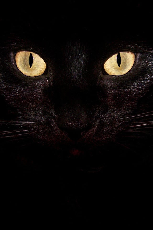 Black Cat Iphone Wallpaper photos of Elegant Black iPhone Wallpaper