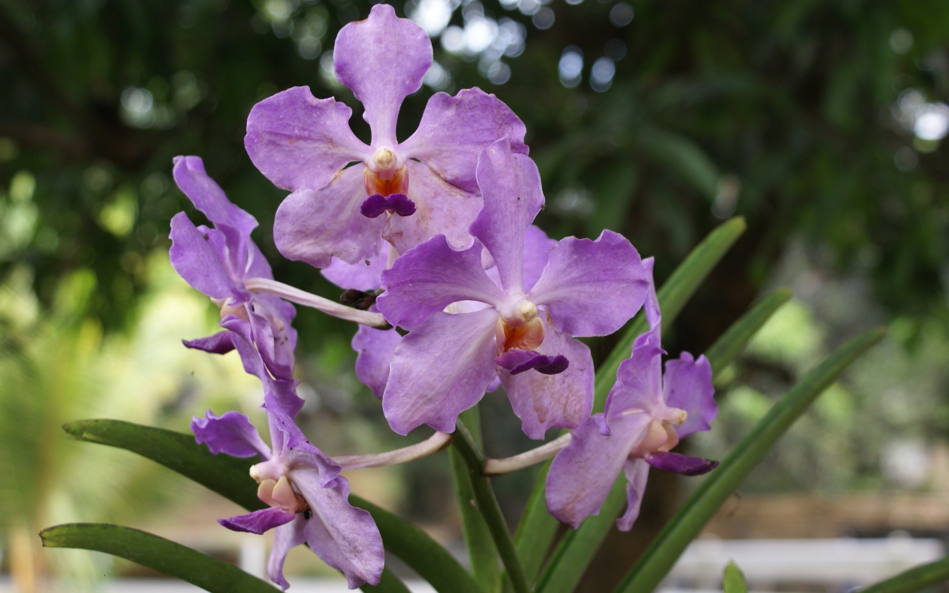 Orchids Wallpaper HD