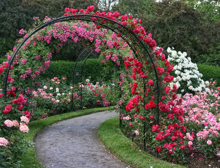 Rose Garden Path By Zen Granny Pixdaus