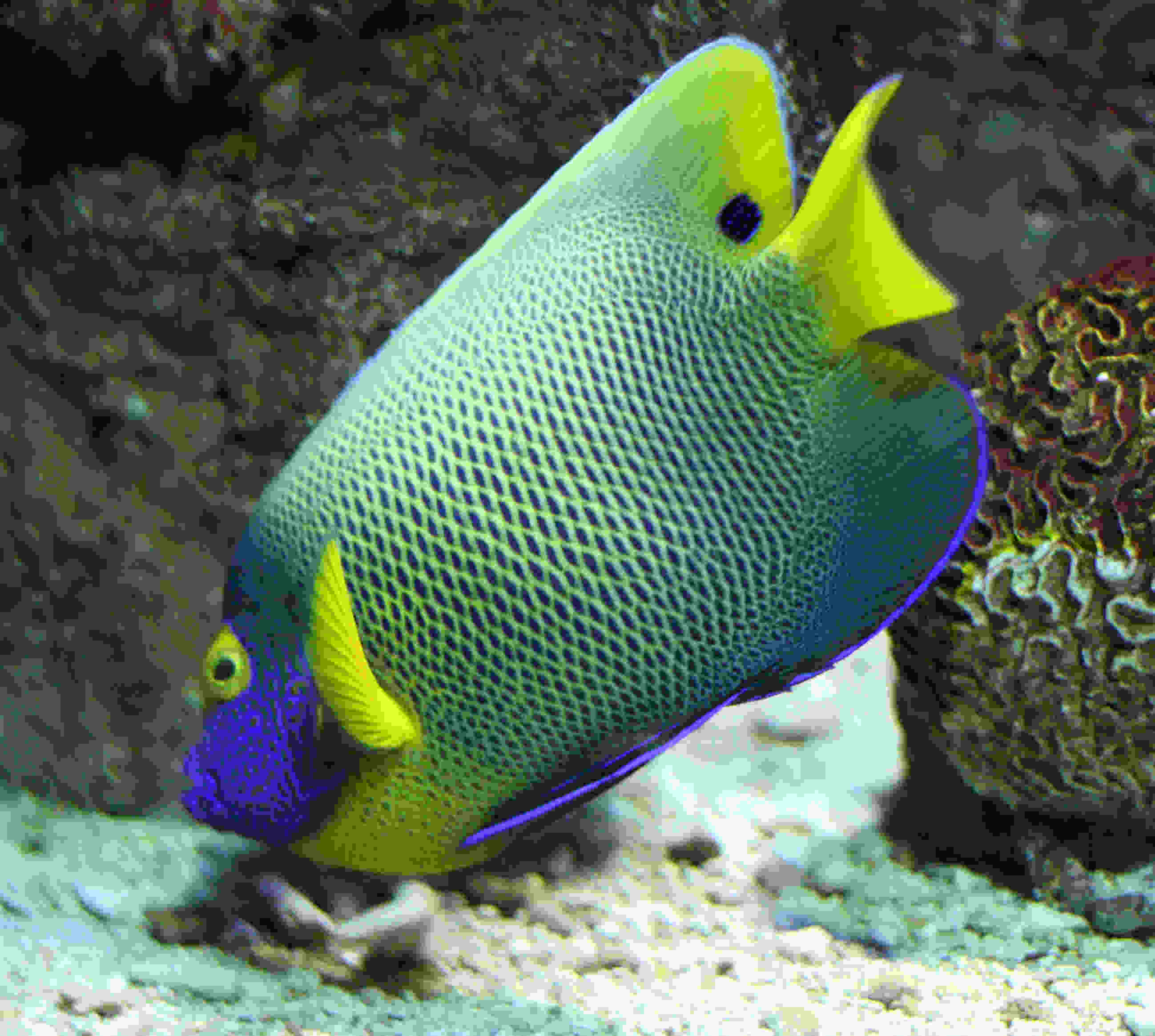 Desktop Live Fish Wallpaper Aquarium