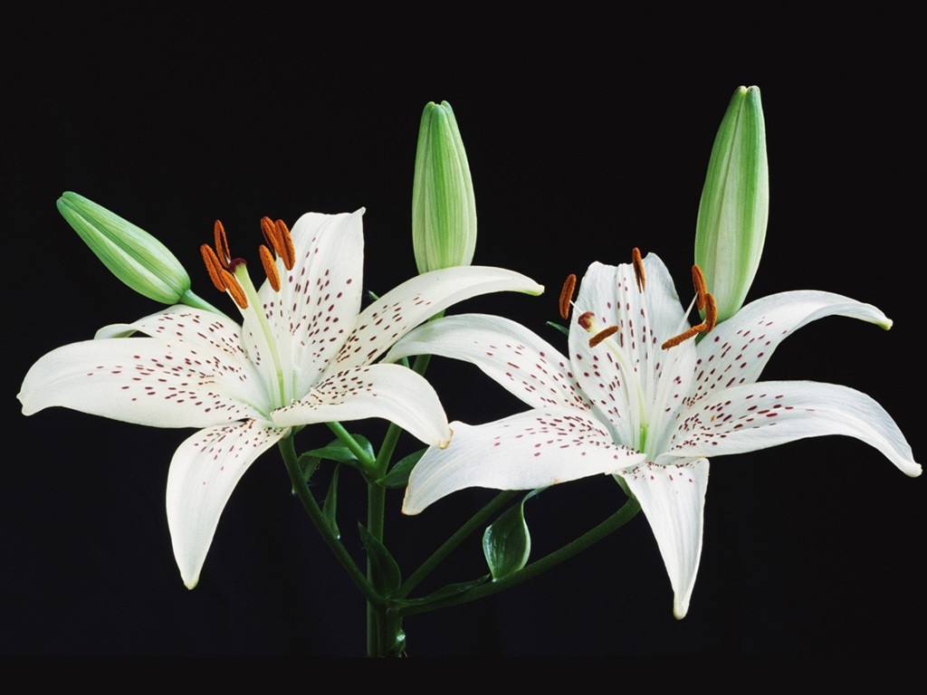 White Lilies Wallpaper Stock Photos