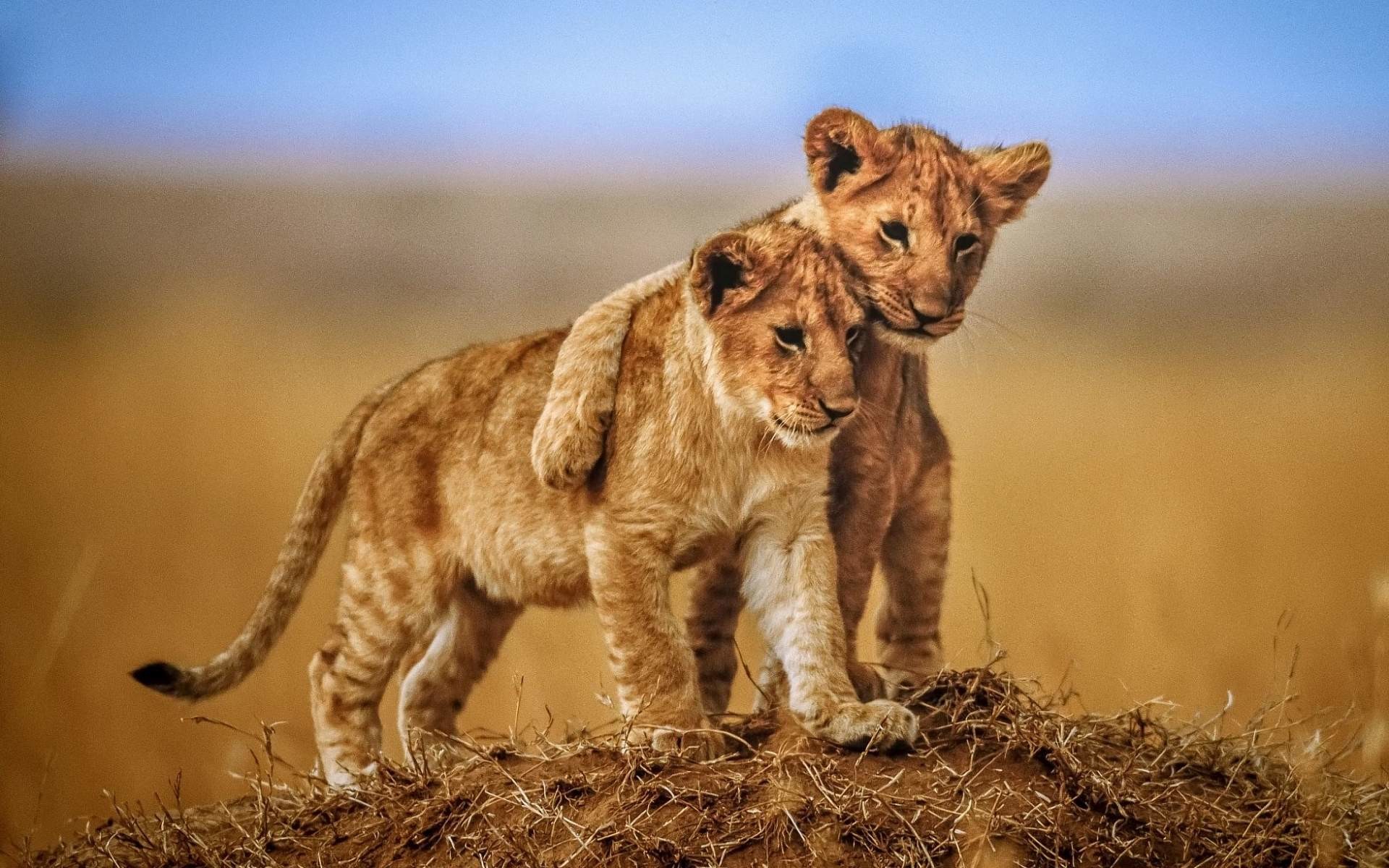 Lion Wallpaper Desktop