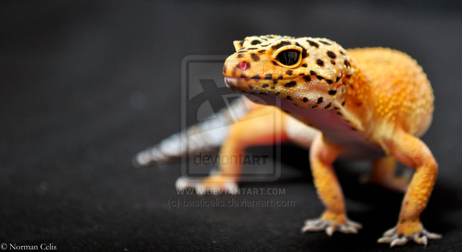 Leopard Gecko Wallpaper Background Pictures