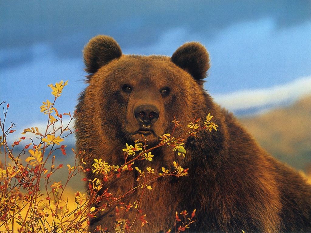 Brown Bear Wallpaper Animal Literature