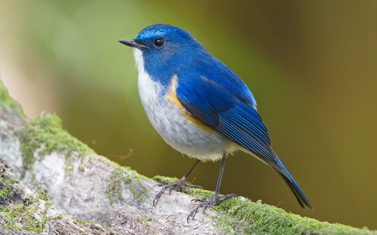 Achtergrond Met Een Mooie Blauwe Vogel HD Vogels Wallpaper Foto
